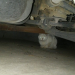 주인이 이사가면서 버리고 간 터앙냥이.. 무사히 구조 성공했어요