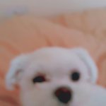 나만 울집 강아지한테 물리는게 좋은가?