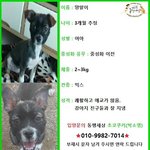 [강아지] 태어난 지 2개월만에 보호소로 들어온 양말이