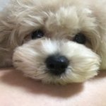 그룹별 가장 별로였던 타이틀곡뭐였음?