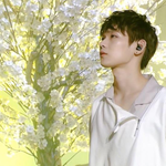 [프로듀스] 켄타 봄날무대보고 쓴 글보고가셈