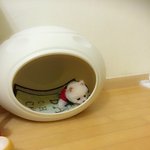 <b>포</b><b>메</b> 두마리예욤