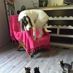 와락 껴안아주고픈 쫄<b>보들</b>