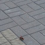 [드루와] 혐주의) 집 앞에서 엄청 큰 <b>장수</b>말벌 봄ㅋㅋㅋㅋ