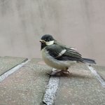 [동물사랑] <b>새끼</b><b>새</b>