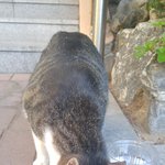 길냥이에게 길들여지고 있어요 ㅋㅋㅋ