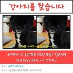 [강아지] 꼭봐주세요부탁드려요