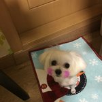 [<b>동물</b>사랑] 제아이 이쁜가 봐주세요