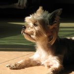 우리 <b>은비</b> 사진