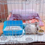 사랑스러운토<b>복이</b>와 동거중이에요