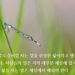 신성한 삶
