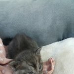 아기길냥이 도와주세요