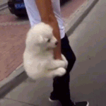 [옷사고싶어] <b>aa</b>반바지사고싶따아아이이이