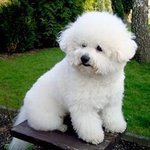 [EXO] <b>얼큰</b>멍멍이 비숑