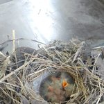 [고양이] 아기새 <b>케어</b>해주실분 ㅠㅠ