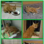 길에서 힘들게 살다가 구조된 12마리 냥이들이 있어요