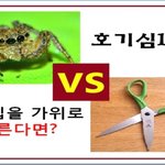 <b>회색</b>거미의 거미줄로 만든 집을 장난으로 가위로 자르면 발생되는 대참사...
