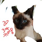 [EXO] 야 ㅅㅂ고양이 보고가라