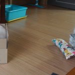 [<b>우니</b>호두] #5. 고양이의 상자 사랑 &amp; 비닐 사랑