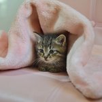 늘<b>빈</b>/페르시안믹스/2개월/남아  *늘<b>빈</b><b>이</b>는 구조된 아이들중에서 제일...