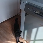[고양이] 콩이가 동생이 생겼어요.~~^^