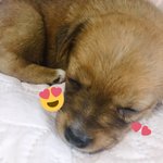 <b>떵</b><b>개</b> 데리고옴