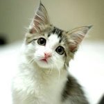 [EXO] 놀숲냥 <b>고급진거</b>봐