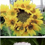 [콜로라도] 어느 <b>열도</b>도시의 꽃들.jpg