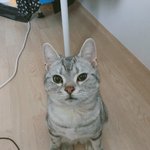 [고양이] 매일사랑스러운 나의 <b>아미</b>짱8