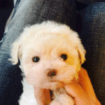 [가정분양] 저희집 말티숑 파닥이 데려가실분???