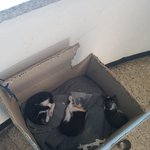 [고양이] 경찰서 의경<b>초소</b>에서 태어난 아깽이들