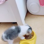 [고양이] 새 식구 냥이에요~^^