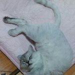 [고양이] 다<b>들</b> 고양이 잠버릇 이정도는 되시죠?