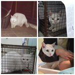 주인이 이사가면서 버리고 간 터앙냥이 왕자의 손을 잡아주실분..