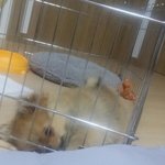 우리집 댕댕이 미용하고왔더니ㅋㅋㄱㅋㅋㅋㅋㅋㄱㅋㅋ