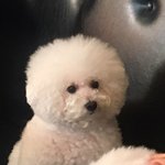 [EXO] 오늘 <b>비숑</b>카페 갔다왔더용