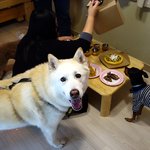 [허스키<b>심바</b>] 오랜만이죠. <b>심바</b>는 여전해요.