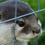 [프로듀스] 대휘는 왜 망상글 없냐 그런 의미로 몽셸 <b>도둑</b>을 찾은...