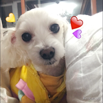 [강아지] 강아지가 이젠 밥을 안먹어요 도와주세요