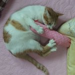 나의 동거묘 <b>도칠</b>이 봄 일상