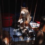 (<b>울산</b>)아기 고양이 무료 분양합니다