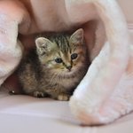 유기묘분양 )) <b>늘봄</b>/페르시안믹스/2개월/여아