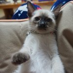 [<b>우니</b>호두] #6. 같은 장난감, 다른 반응의 고양이들