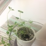 [조언부탁] 혹시 <b>식물</b>박사님 계신가요 도와주세요