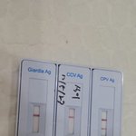 얼마전 판에올랐던 허스키  우리 <b>식이</b>