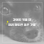 강아지 스케일링 받아보신분?