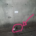 [꼭조언부탁] 새끼고양이가 갇혔어요..ㅠㅠ방탈죄송합니다