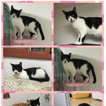 아기때 구조됬는데 몇달이 지나도록 소식이 없네요ㅠㅠ