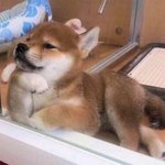 진심 행복해보이는 멍뭉이 모음