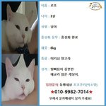 [고양이] 이사가며 버려진 고양이 로또